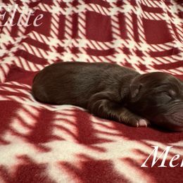 Merry - Red tri female Miniature Australian Shepherd puppy in Corpus Christi, Texas from Elite Miniature Australian Shepherds