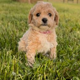 Flora - Cream female Shichon puppy in De Pere, Wisconsin from Kinzor Kennels