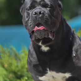 Cane Corso from FIDECORE