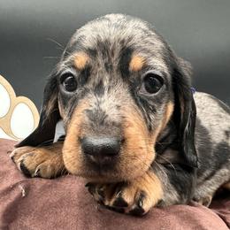 Chuckie - Dapple male Dachshund puppy in Ben Wheeler, Texas from P&P Dachshunds