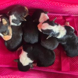 Male 1 - Black tri-color male Assorted Doodle Crosses puppy in Mouth Of Wilson, Virginia from Holly Ridge Aussies, Aussiedoodles & Corgis
