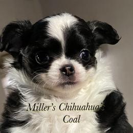 Chihuahua Puppies from Millers Chihuahuas