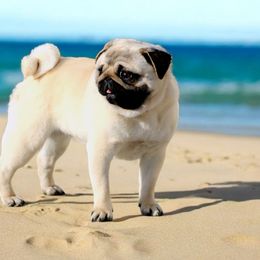 Morgan - Pug