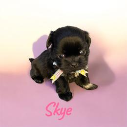 Skye - female Companion Cross puppy in Coalinga, California from Precious Paws Shih tzus