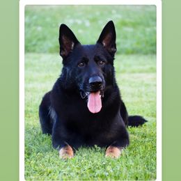 Ucon - German Shepherd
