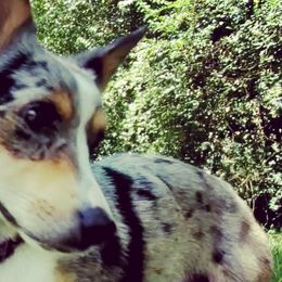American Corgis and Pembroke Welsh Corgis from Spa City Corgis