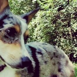 American Corgis and Pembroke Welsh Corgis from Spa City Corgis