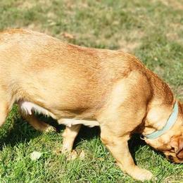 Labrador Retrievers from Red Fox Mountain