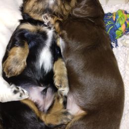 Dachshund Puppies from LDC Farms