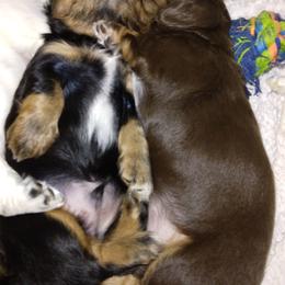 Dachshund Puppies from LDC Farms