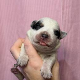 Bluey - Blue speckled female Australian Cattle Dog puppy in Rosharon, Texas from 4Surge Cattle Dogs
