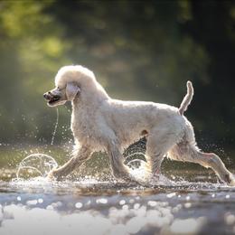 Cannoli - Poodle