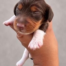 Tootsie - Piebald female Dachshund puppy in Jarales, New Mexico from Poker Paws Dachshunds