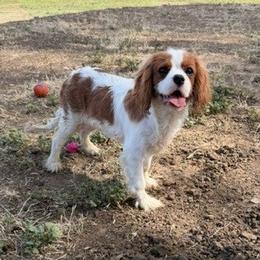 Brody - Blenheim male Cavalier King Charles Spaniel puppy in Encinitas, California from Seaside Cavaliers