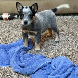 Girl 3 - Blue speckled female Australian Cattle Dog puppy in Concrete, Washington from Back Country Australian Cattle dogs