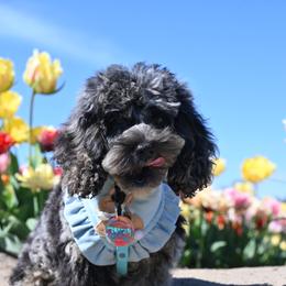 Pharaoh - Merle male Cockapoo puppy in Deming, Washington from Heavenly Puppies to Love