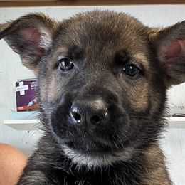 Purple Collar - German Shepherd puppy in Bonne Terre, Missouri from Skaggs Shepherds
