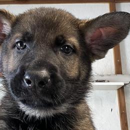 Purple Collar - German Shepherd puppy in Bonne Terre, Missouri from Skaggs Shepherds