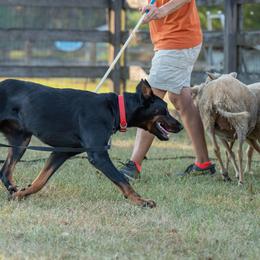 Beaucerons from Feu de l'Âme Beaucerons