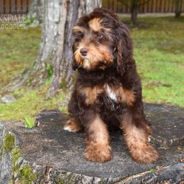 Australian Labradoodle Puppies from Catskill Country Labradoodles
