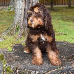 Australian Labradoodle Puppies from Catskill Country Labradoodles