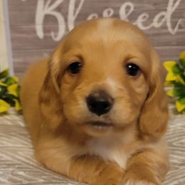 Dachshund Puppies from Spinks Puppies