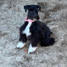 Opal - Miniature Schnauzer
