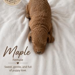 Maple - Red  female Goldendoodle puppy in Mantachie, Mississippi from North MS Doodles Boutique