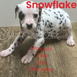 Snowflake - White and black Dalmatian puppy in Pocatello, Idaho from High Caliber Dalmatians