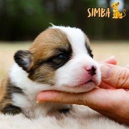 Simba - Sable and white male American Corgi puppy in Star City, Arkansas from T4 Farms