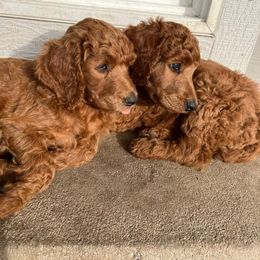 Poodle Puppies from R-Family Red Standard Poodles