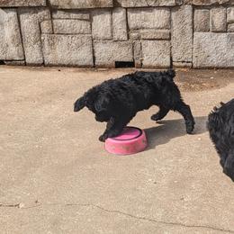 Giant Schnauzer Puppies from Riesenschnauzers von Reh Bach