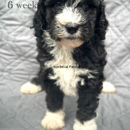 Pyxis - Parti female Golden Aussiedoodle puppy in Mulino, Oregon from Korbella Farm