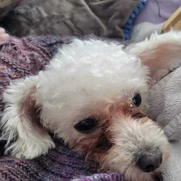 Poodle All Grown Up from Ffynnet Farms Poodles