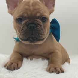 Kade - Fawn male French Bulldog puppy in Largo, Florida from Big Daddy Frenchies