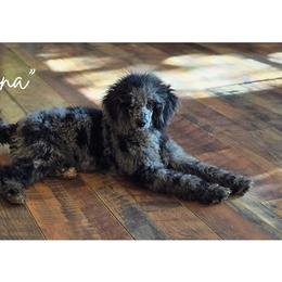 Aussiedoodle, Bernedoodle, Cockapoo, Miniature Australian Shepherd, Poodle, and Sheepadoodle Puppies from Jam's Doodles And Poodles