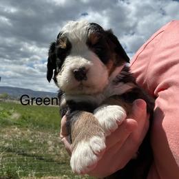 Reserve female puppy - Black rust and white female Bernese Mountain Dog puppy in Oakley, Idaho from Purple Sage Puppies Bernese Mountain Dogs