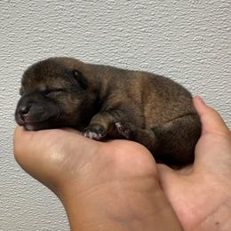 Rayne - Sesame female Shiba Inu puppy in Covington, Ohio from Rustic Country Shibas