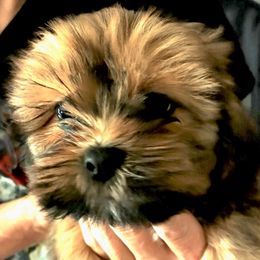 Lhasa Apsos from Lauren McGlynn's Lhasa Apso Puppies