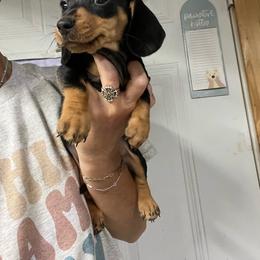 Finn - Black and tan male Dachshund puppy in Oklahoma from Rockin’ S Kennel