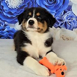 Australian Shepherd Puppies from Winsome Aussies