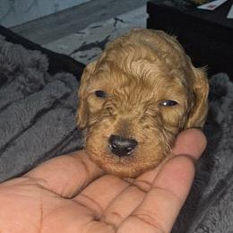 Spike - Red  male Poodle puppy in Goodyear, Arizona from Moving and Grooving Pups