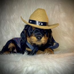 Boy 2 - Black and tan Cavapoo puppy in Spokane, Washington from Treasured Cavaliers of the Pacific Northwest