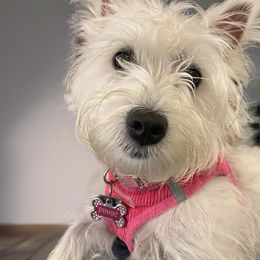 West Highland White Terrier Puppies from Westend Westies