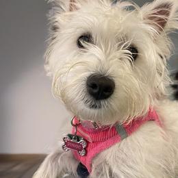 West Highland White Terrier Puppies from Westend Westies