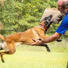 Belgian Tervuren and German Shepherds from Pine State Shepherds
