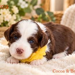 Cocoa - Chocolate female Australian Labradoodle puppy in Diamond Bar, California from Furrytaildoodles