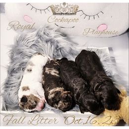 Cockapoo Puppies from Royal Cockapoo Playhouse