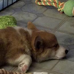 Pembroke Welsh Corgis from Bar W Ranch Corgis