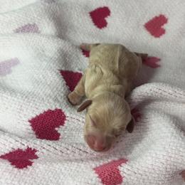 Maddie - Cream female Dachshund puppy in Lake City, Florida from My Ditzy Doxies of Florida